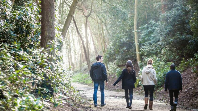 A group of friends on a nature walk in the sunlit forest.