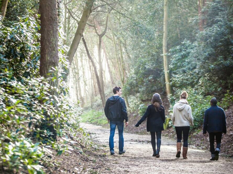 A group of friends on a nature walk in the sunlit forest.