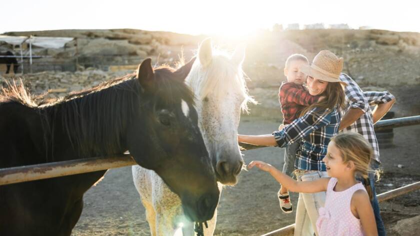 Family having fun with a gentle horse at a countryside ranch